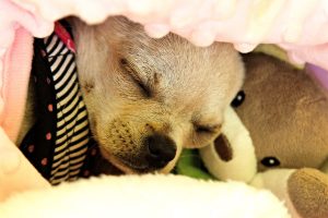 Why do chihuahuas sleep under covers?