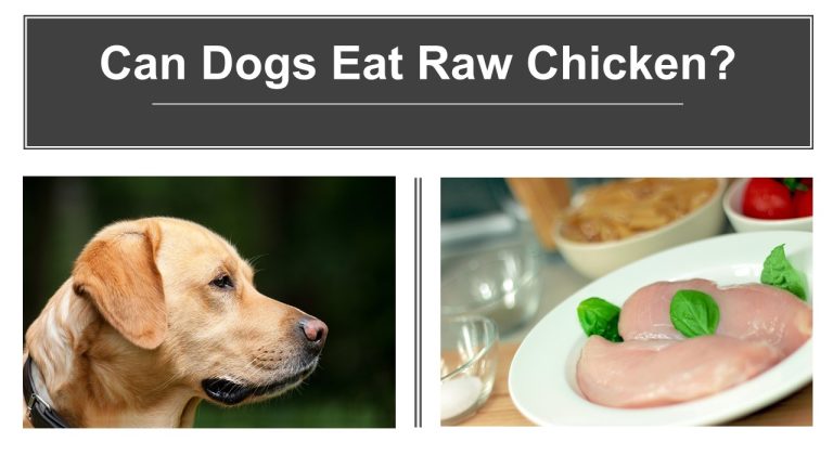 Can Dogs Eat Raw Chicken?