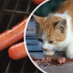 Can Cats Eat Hot Dogs? Complete Answer