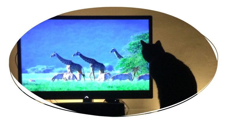 What Do Cats Like To Watch On TV?