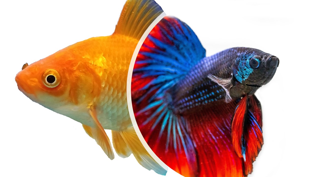 Can Betta Fish Live With Goldfish?