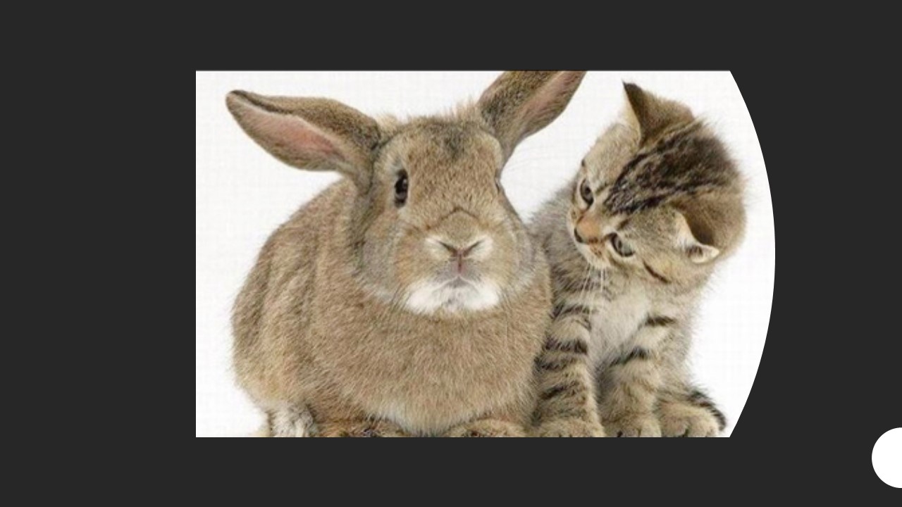 Do Cats and Bunnies Get Along? Step-By-Step Introduction