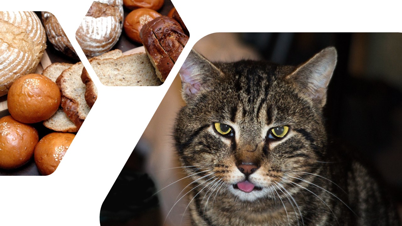 Can Cats Eat Bread? Detailed Guide