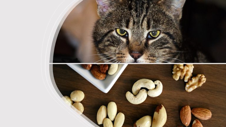 Can Cats Eat Nuts?