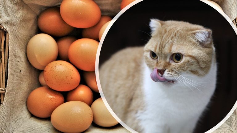Can Cats Eat Eggs? Complete Guide