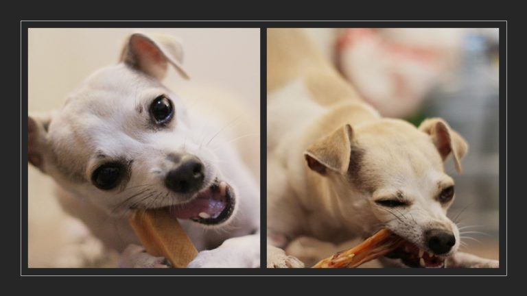 Do Dog Dental Chews Work?
