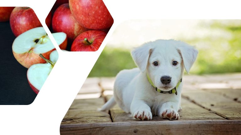 What Happens If a Dog Eats An Apple Core?