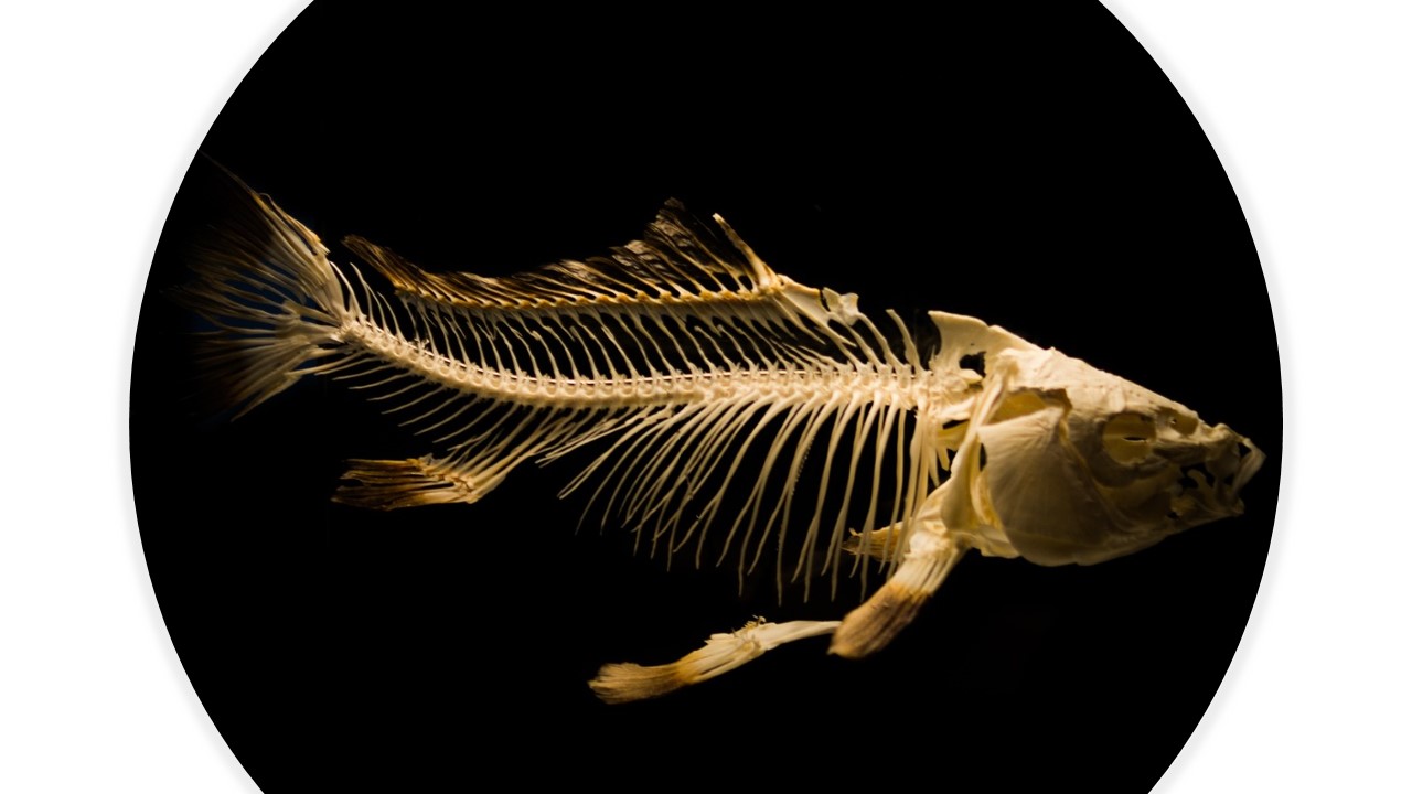 Do Fish Have Bones?