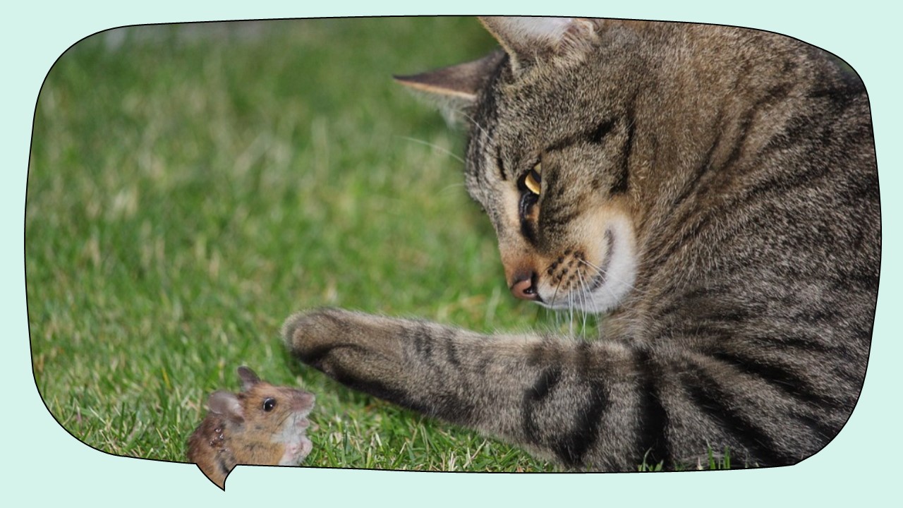 Do Cats Actually Eat Mice?