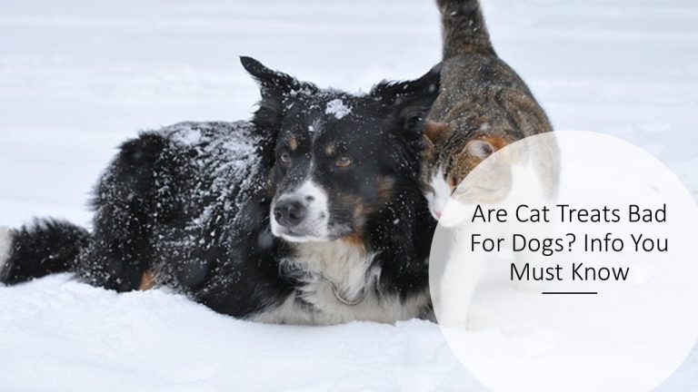 Are Cat Treats Bad For Dogs? Info You Must Know