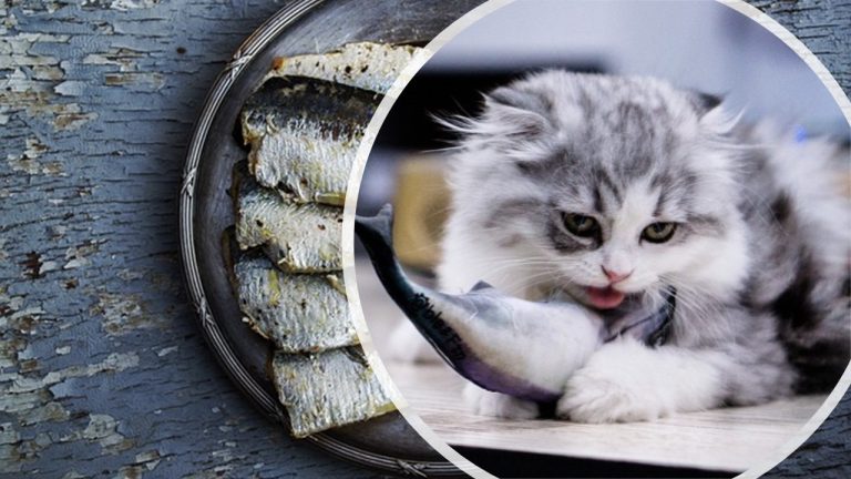 Are Sardines Good For Cats?