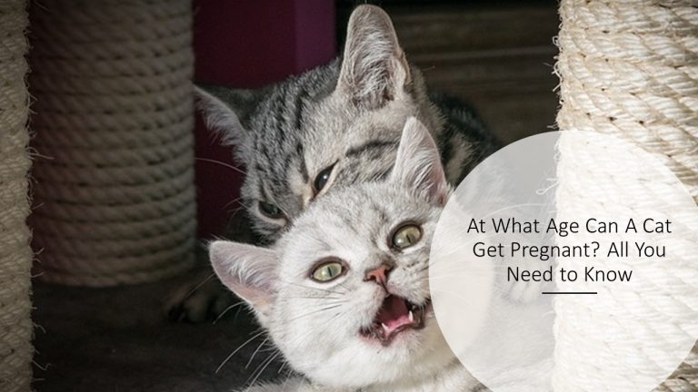 At What Age Can A Cat Get Pregnant? All You Need to Know
