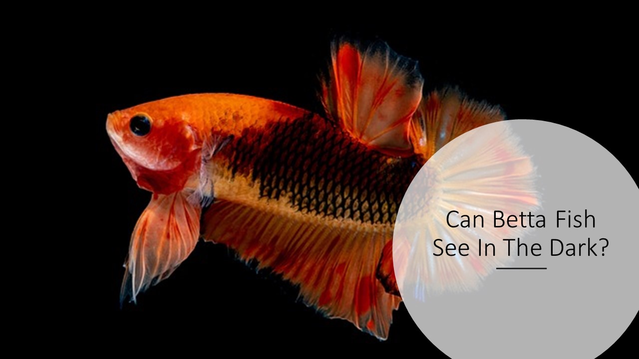 Can Betta Fish See In The Dark?