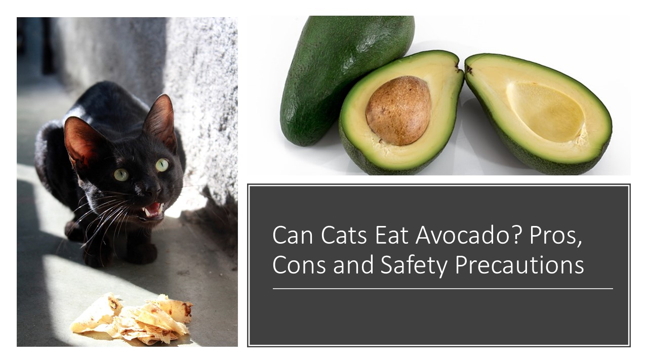 Can Cats Eat Avocado? Pros, Cons and Safety Precautions