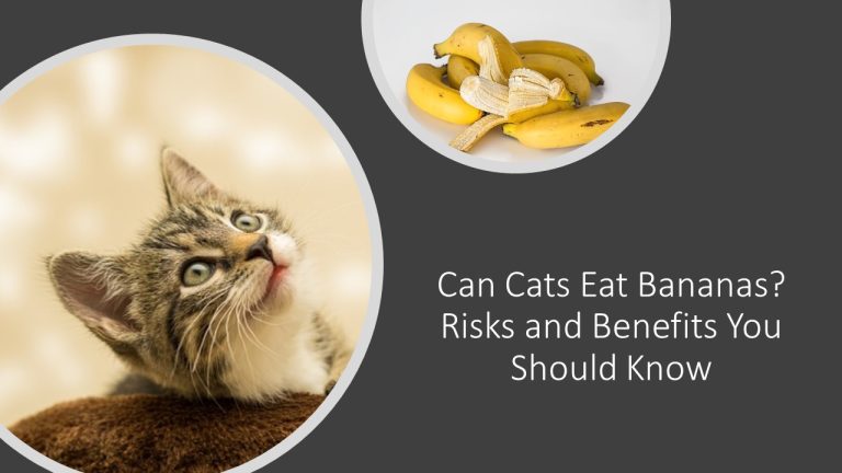 Can Cats Eat Bananas? Risks and Benefits You Should Know