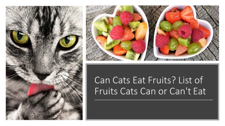 Can Cats Eat Fruits? List of Fruits Cats Can or Can't Eat