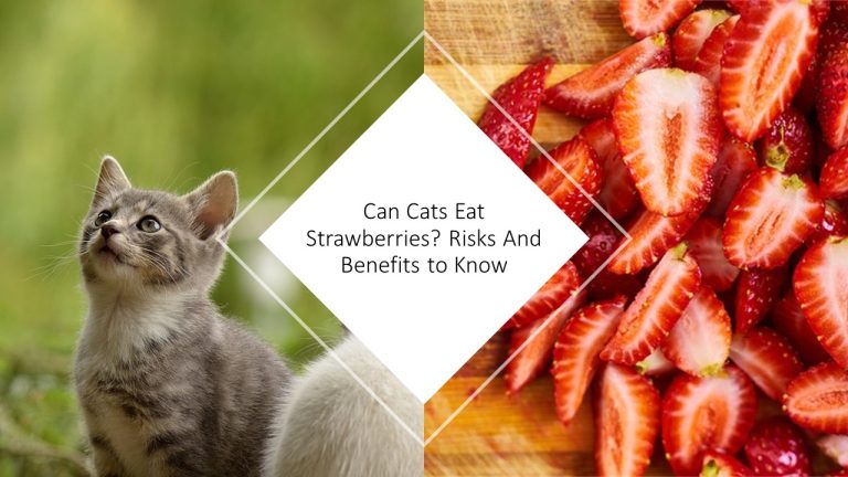 Can Cats Eat Strawberries? Risks And Benefits to Know