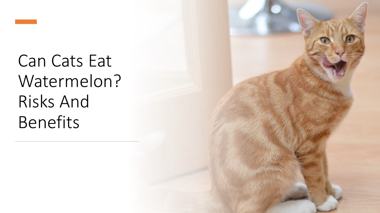 Can Cats Eat Watermelon? Risks And Benefits