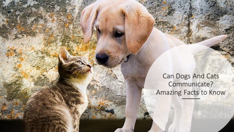 Can Dogs And Cats Communicate? Amazing Facts to Know