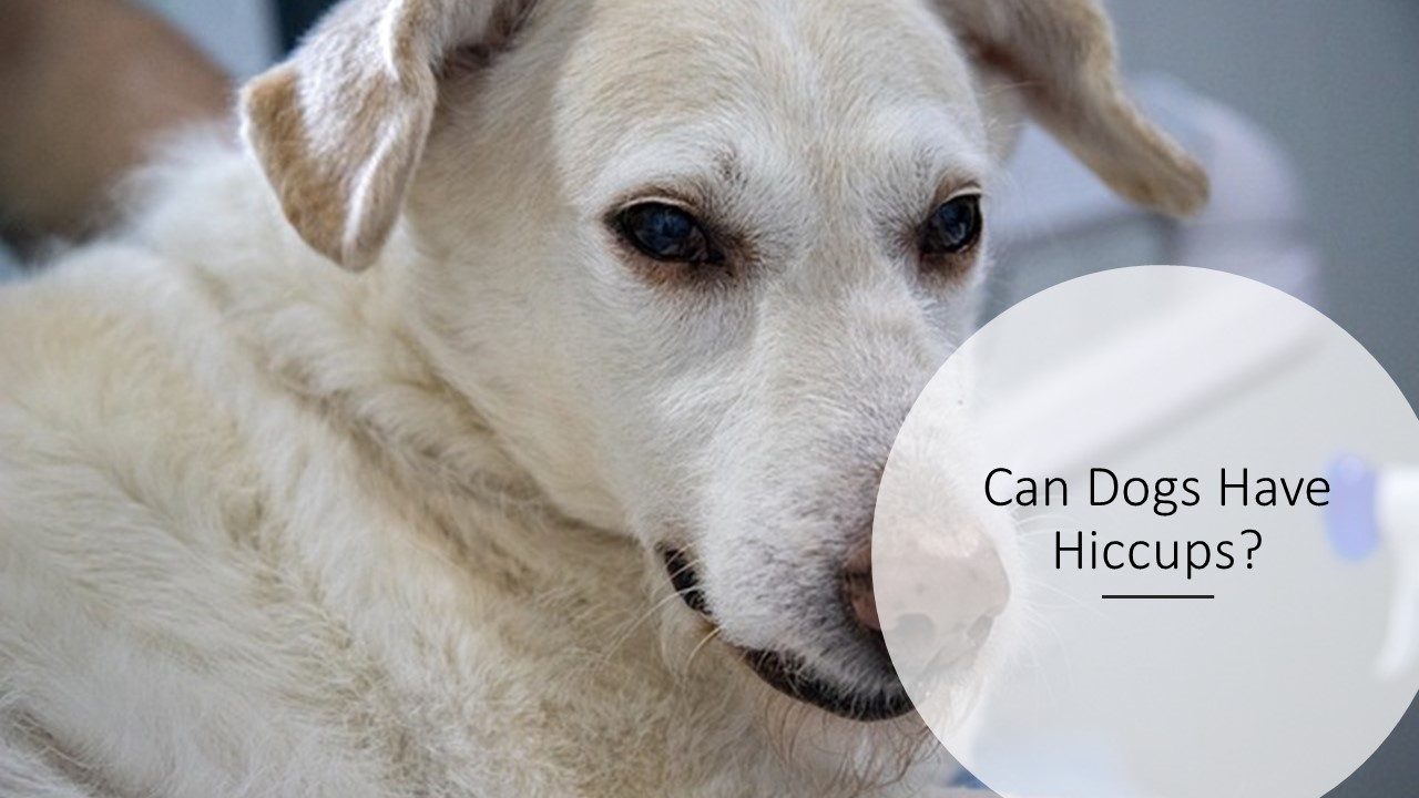 Can Dogs Have Hiccups?