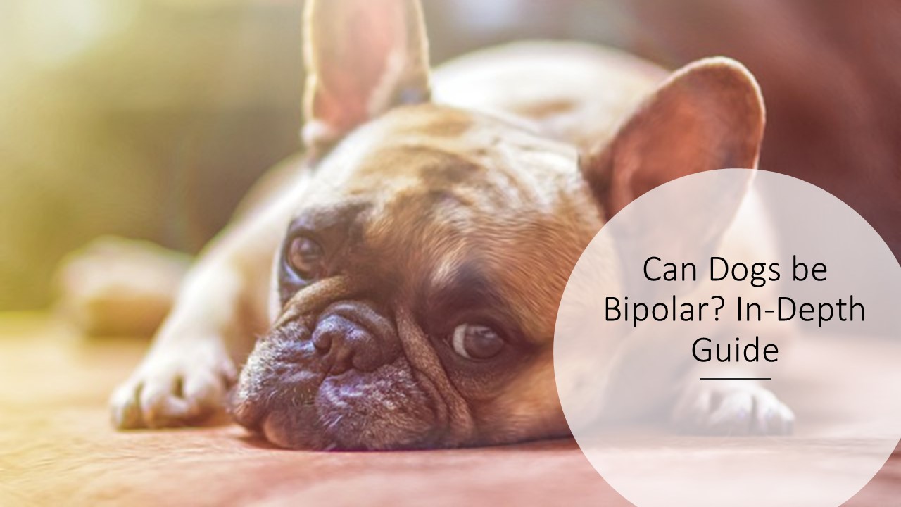 Can Dogs be Bipolar? In-Depth Guide