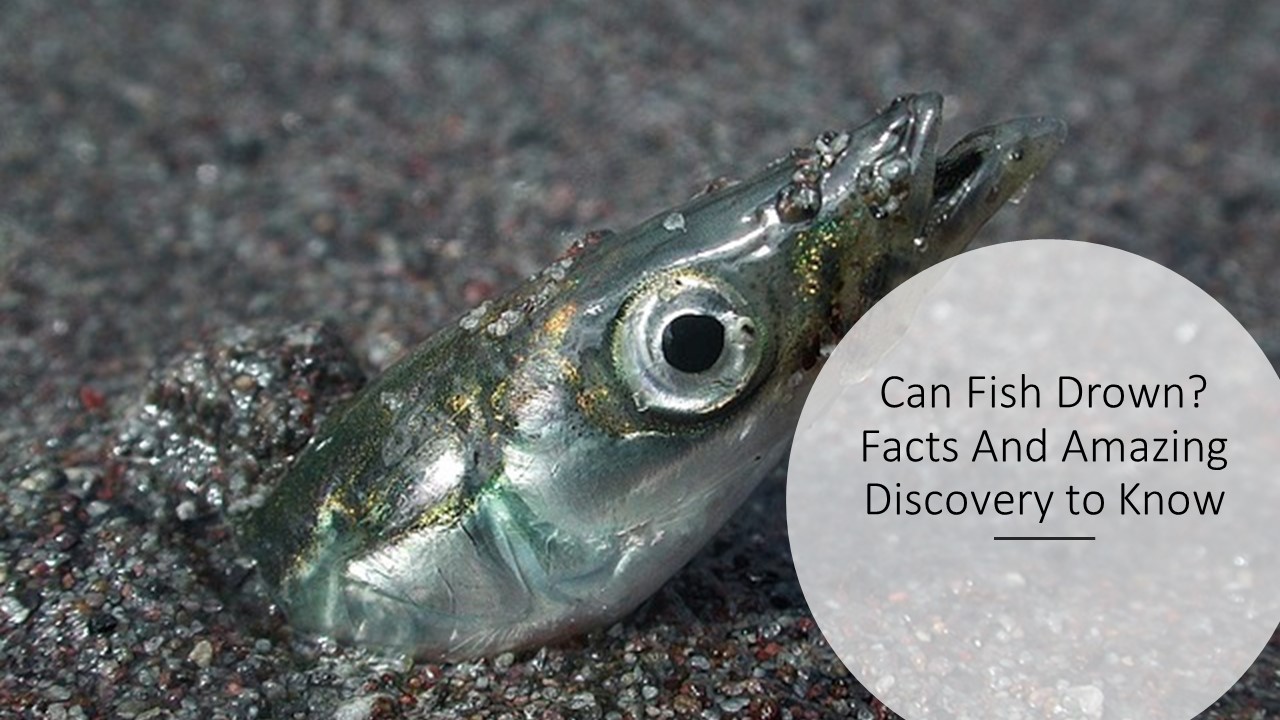 Can Fish Drown? Facts And Amazing Discovery to Know