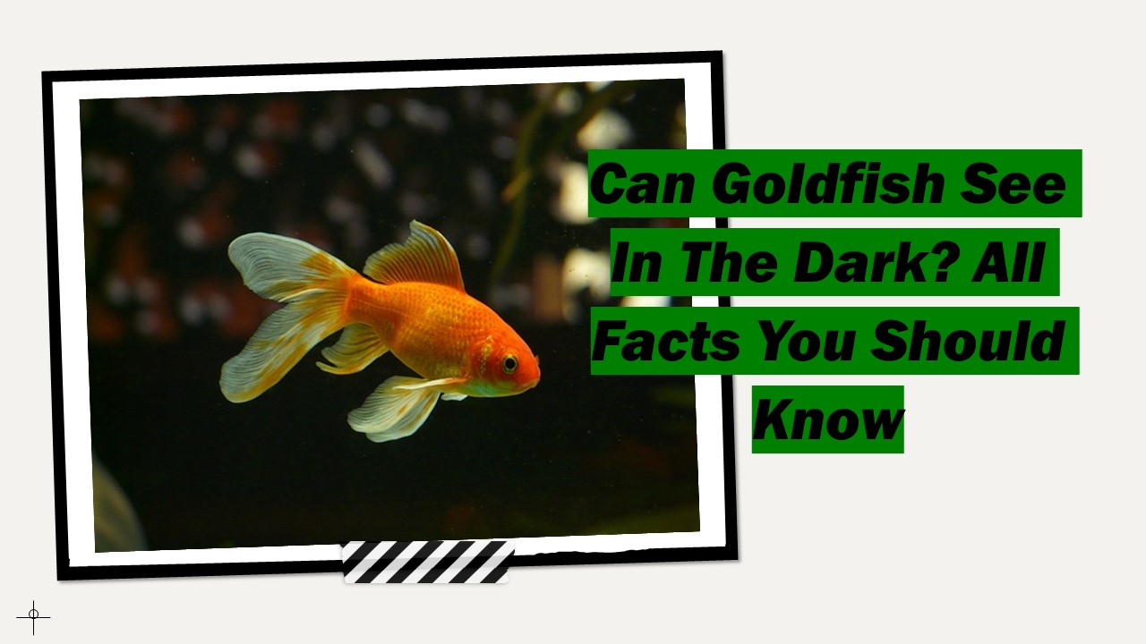 Can Goldfish See In The Dark? All Facts You Should Know