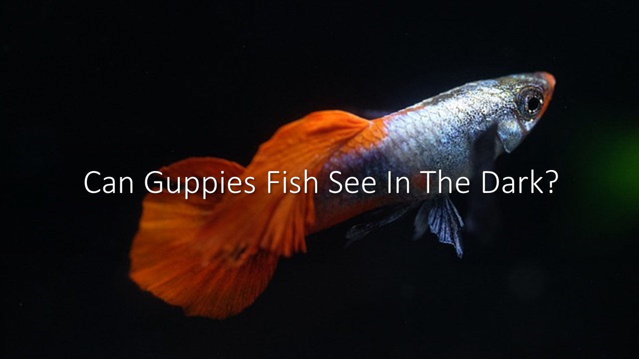 Can Guppies Fish See In The Dark?