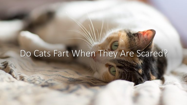Do Cats Fart When They Are Scared?