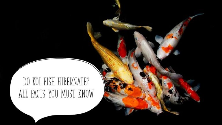 Do Koi Fish Hibernate? All Facts You Must Know