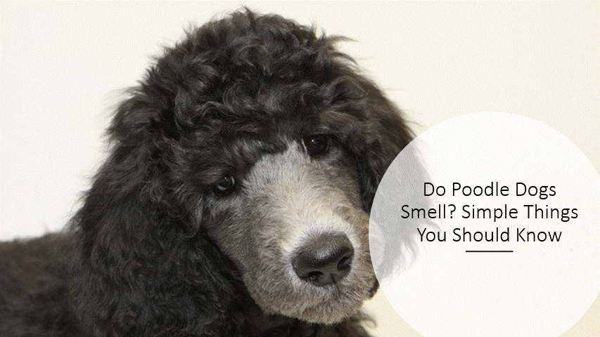 Do Poodle Dogs Smell? Simple Things You Should Know