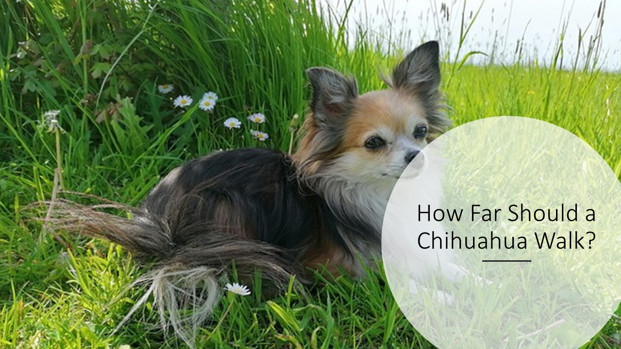 How Far Should a Chihuahua Walk?