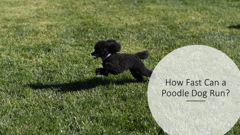 How Fast Can a Poodle Dog Run?
