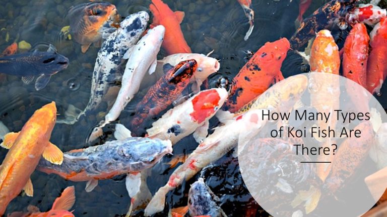 How Many Types of Koi Fish Are There