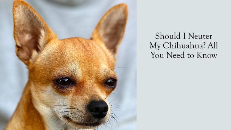 Should I Neuter My Chihuahua? All You Need to Know