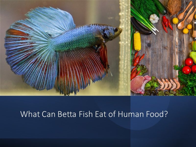 What Can Betta Fish Eat of Human Food?