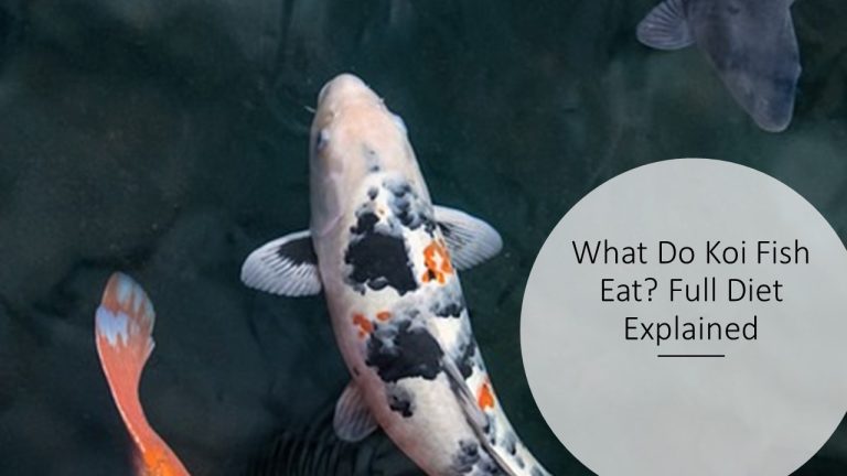 What Do Koi Fish Eat? Full Diet Explained