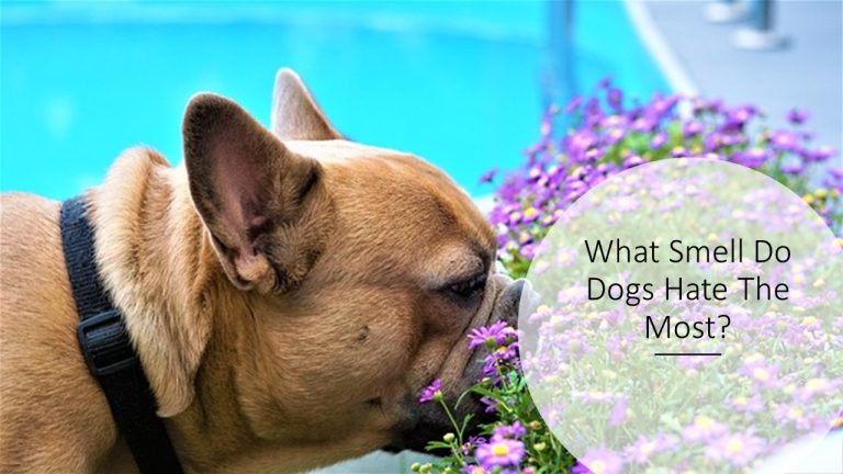 What Smell Do Dogs Hate The Most?
