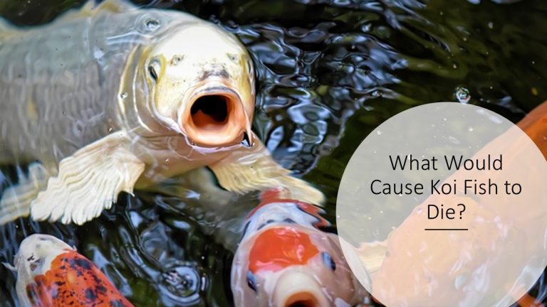 What Would Cause Koi Fish to Die?