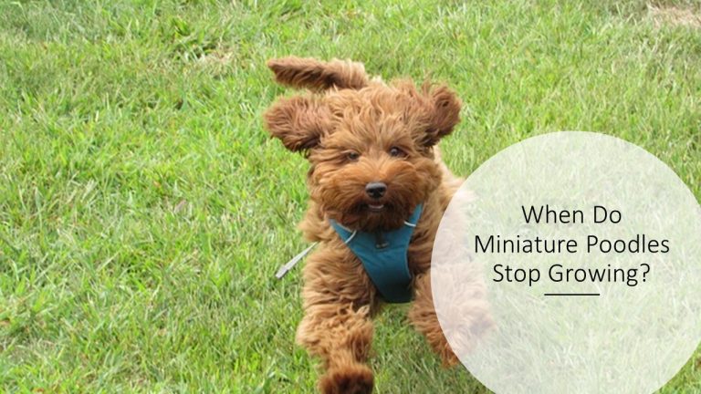 When Do Miniature Poodles Stop Growing?