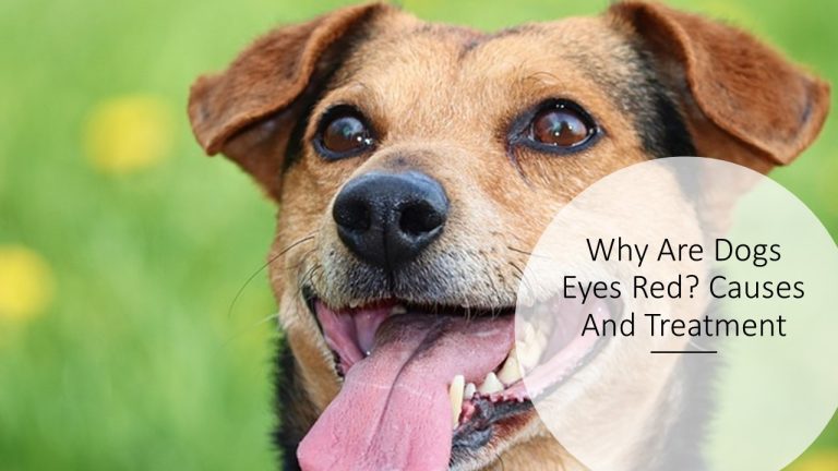 Why Are Dogs Eyes Red? Causes And Treatment