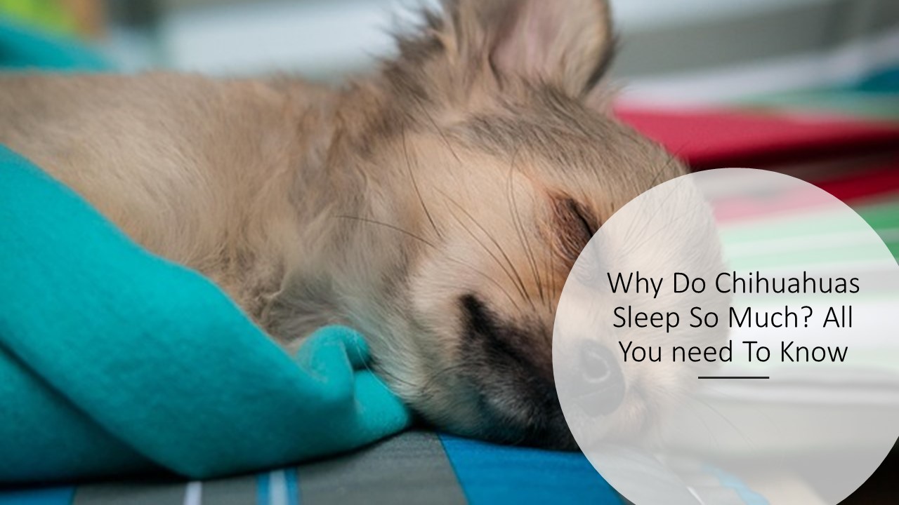 Why Do Chihuahuas Sleep So Much? All You need To Know