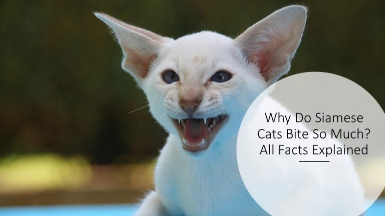 Why Do Siamese Cats Bite So Much? All Facts Explained