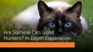 Are Siamese Cats Good Hunters? In-Depth Explanation