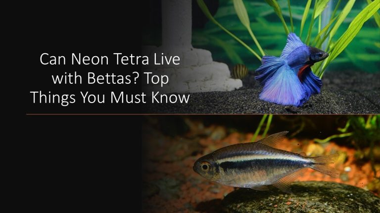 Can Neon Tetra Live with Bettas? Top Things You Must Know