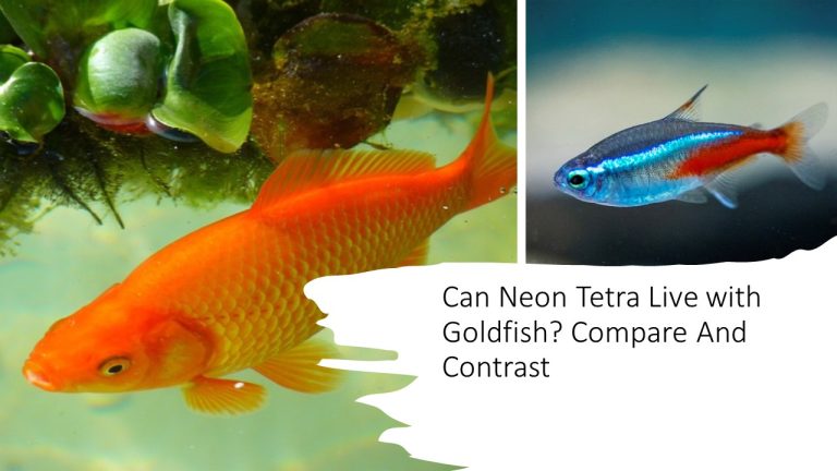 Can Neon Tetra Live with Goldfish? Compare And Contrast
