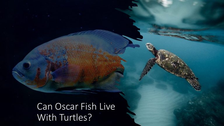 Can Oscar Fish Live With Turtles?