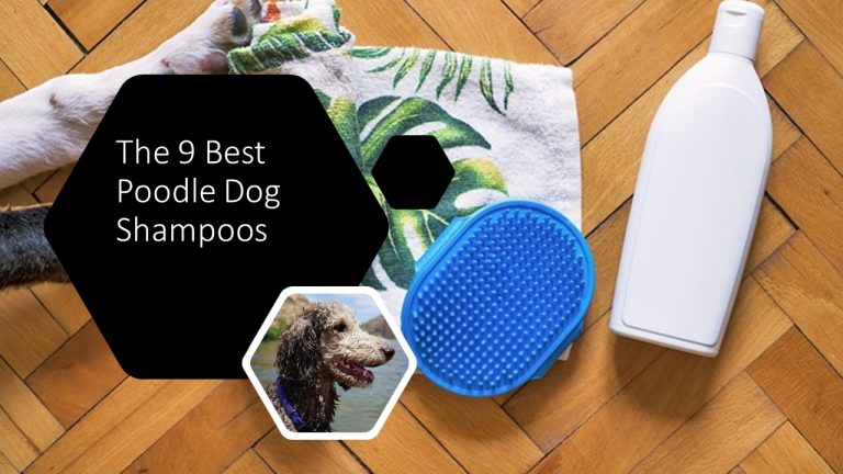 9 Best Poodle Dog Shampoos Of 2023