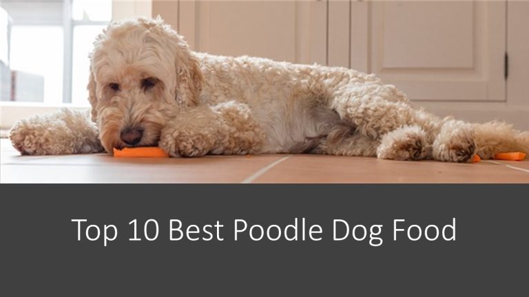 Top 10 Best Poodle Dog Food