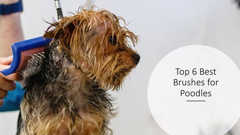 Top 6 Best Brushes for Poodles